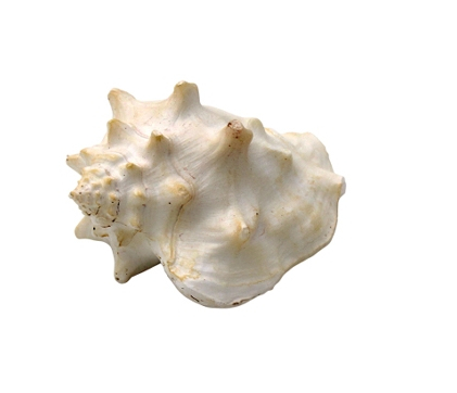 Muschel weiß